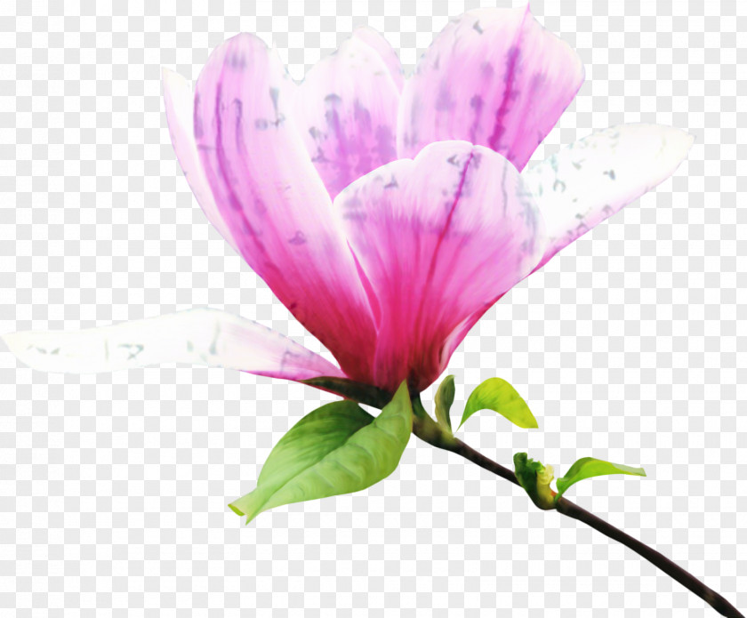 Clip Art Petal Flower Magnolia PNG