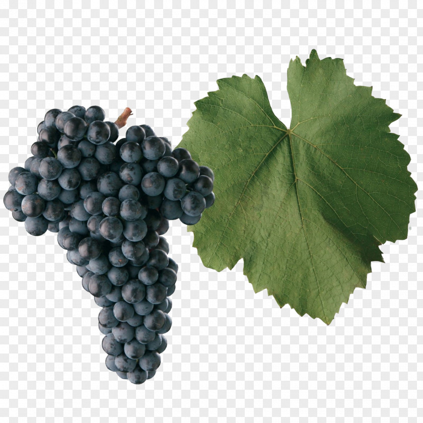 Grape Frankish And Hunnic Varieties Blaufränkisch Gouais Blanc Wine PNG