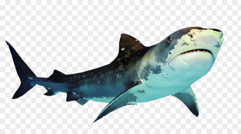 Great White Shark Clip Art Transparency PNG