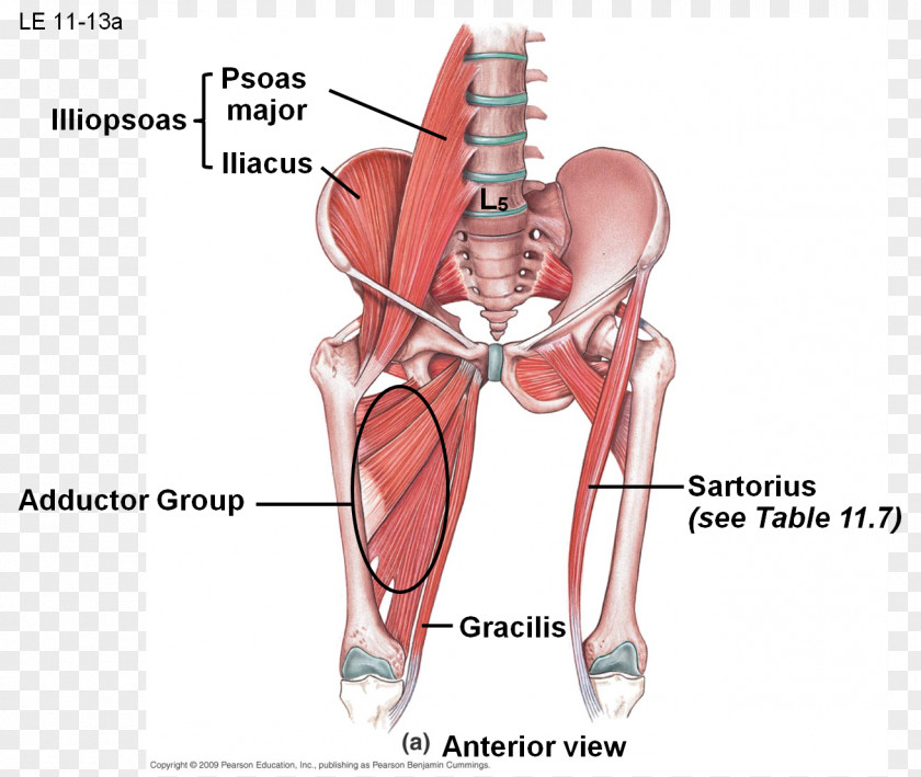 Adductor Muscles Of The Hip Anatomy Brevis Muscle PNG