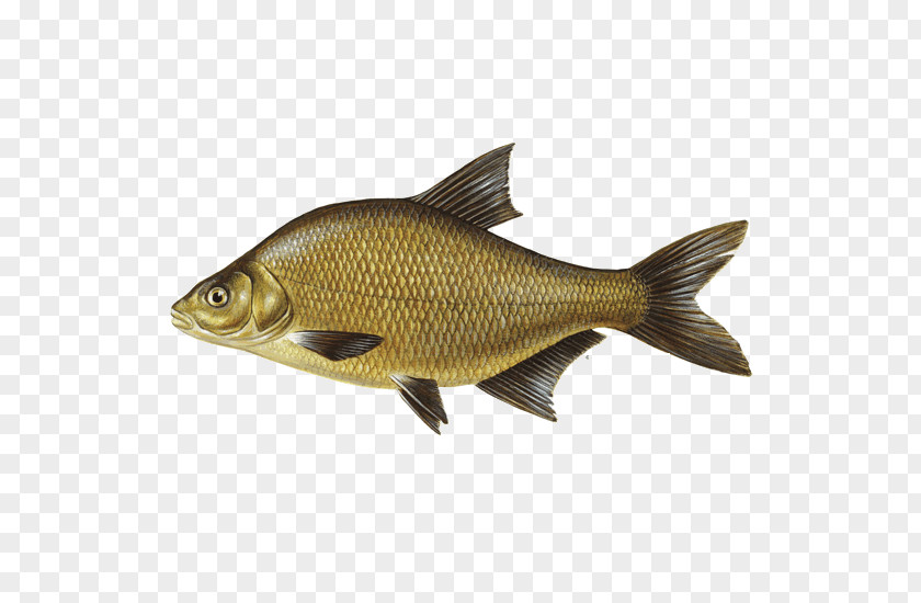 Fish Carp Cyprinidae Bony-fish PNG