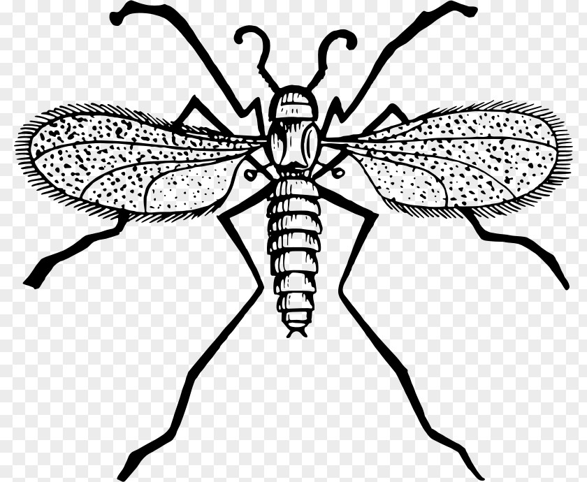 Fly Mosquito Gnat Clip Art PNG