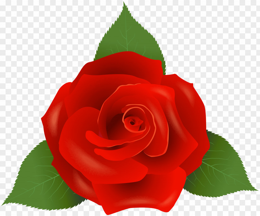Red Rose Garden Roses Flower Floribunda PNG