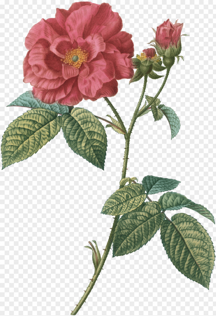 Bengals Stamp French Rose Botanical Illustration Image Drawing PNG