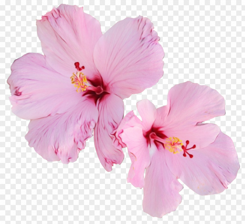 Chinese Hibiscus Cherry Blossom PNG