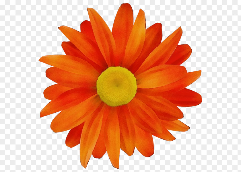 Daisy Family Flowering Plant Orange PNG
