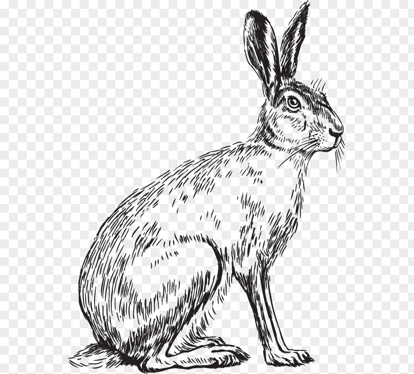 Dog Domestic Rabbit Hare Whiskers Sketch PNG