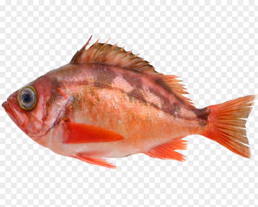 Maruko Northern Red Snapper Fish Products Seabream Tilapia 09777 PNG