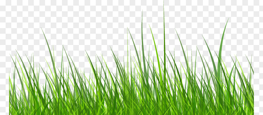 Cartoon Fresh Grass Clip Art PNG