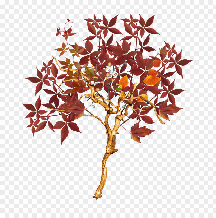 Autumn Tree Euclidean Vector PNG