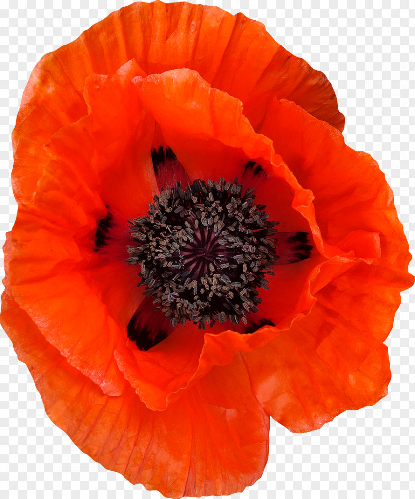 Common Poppy Flower PNG