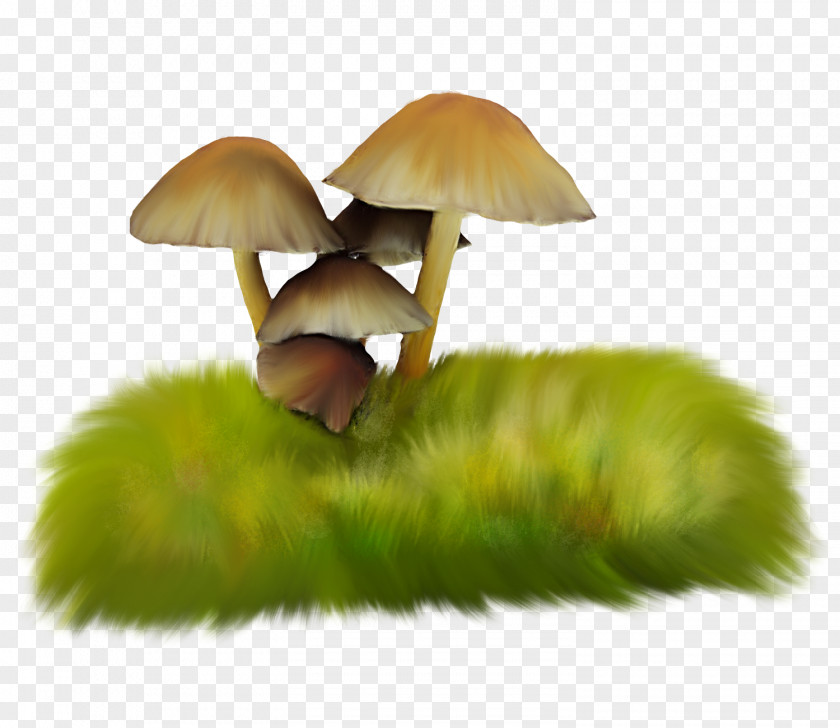 Grass Mushrooms Mushroom Herbaceous Plant Fungus PNG