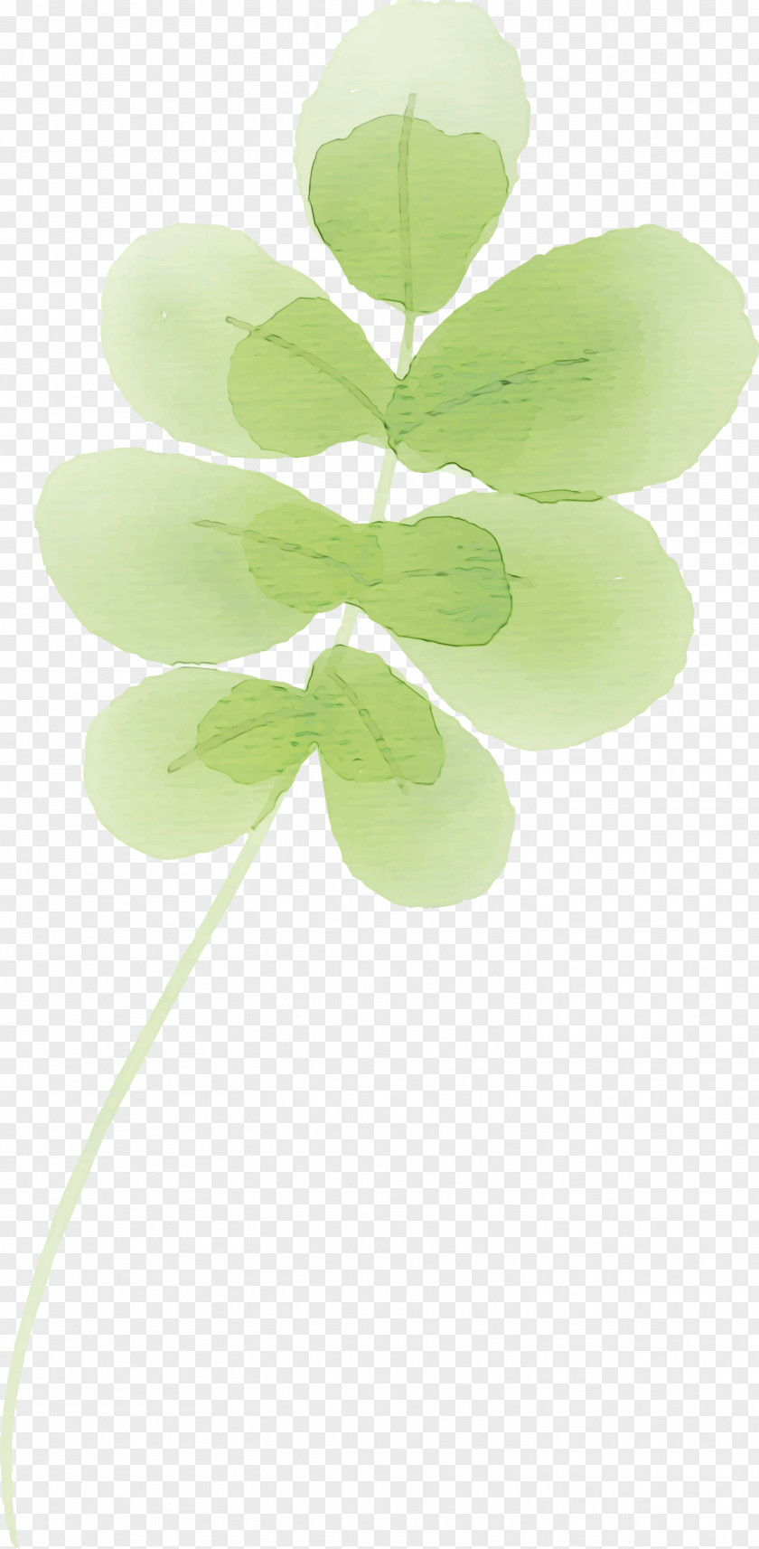 Leaf Plant Stem Green Petal Plants PNG