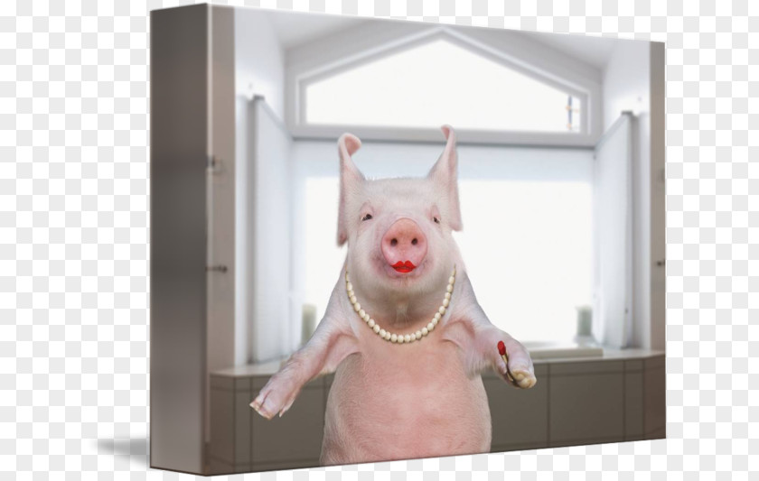 Lipstick On A Pig April Fool's Day Humour Wild Boar PNG