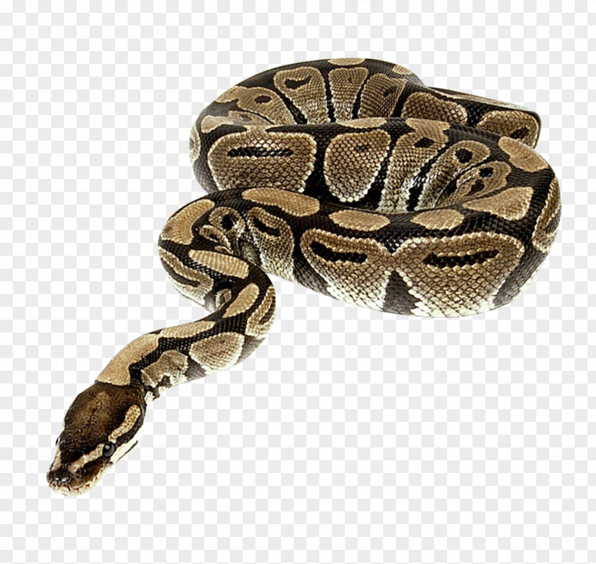 Snake Python Reptile PNG