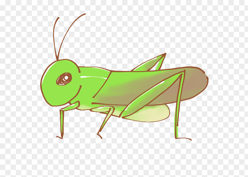 Insect Caelifera 虫 Clip Art PNG