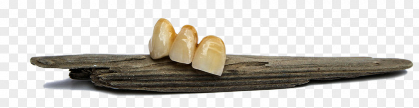Strong Tooth Wood /m/083vt Angle PNG