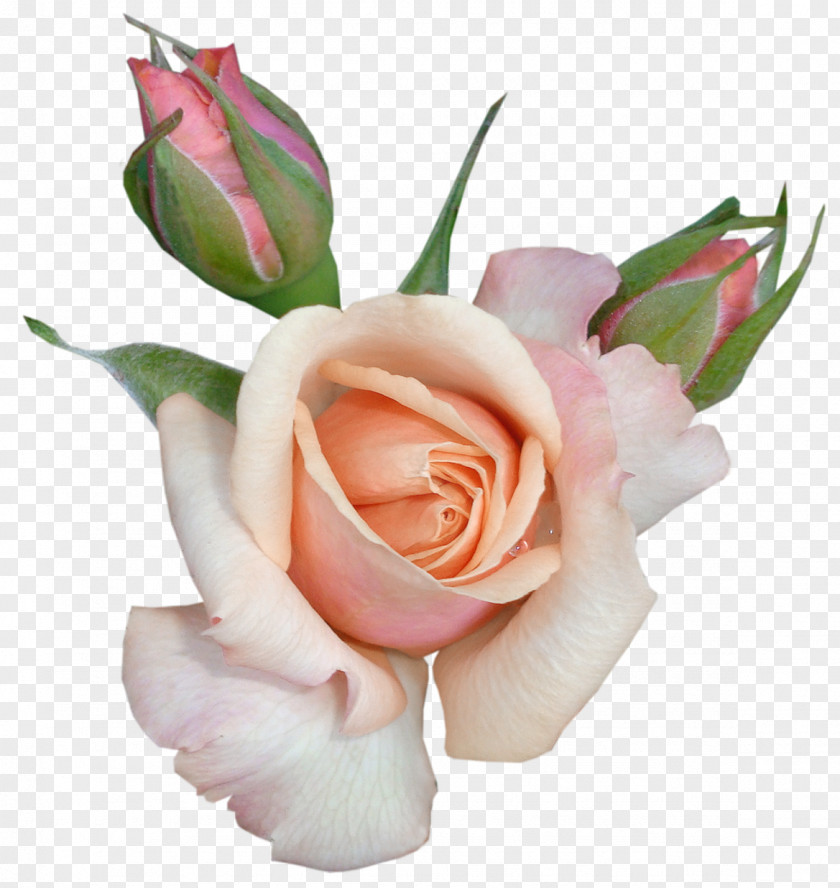 Transparent Beautiful Rose With Buds Picture Love Shabbat PNG