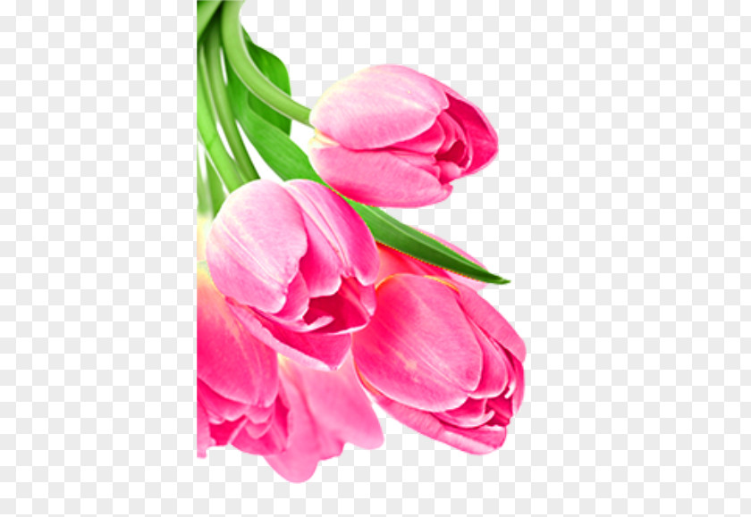 Beautiful Pink Tulips Download PNG