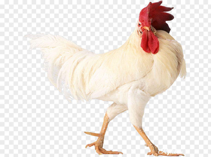 Chicken Rooster Erde-Hahn Egg Chinese Zodiac PNG