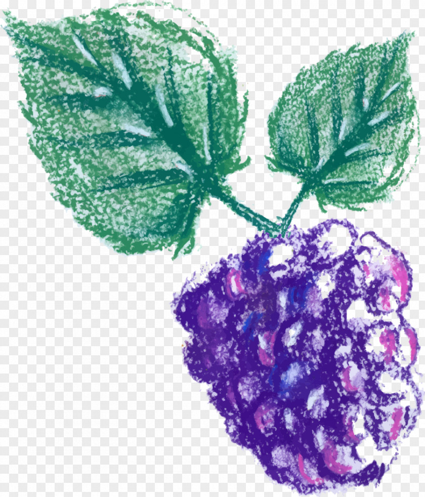 Hand Painted Purple Grapes Grape Leaves Leaf PNG