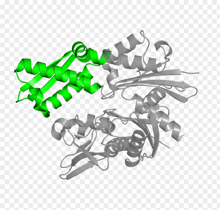 Hsp70 Heat Shock Protein Chaperone Clip Art PNG