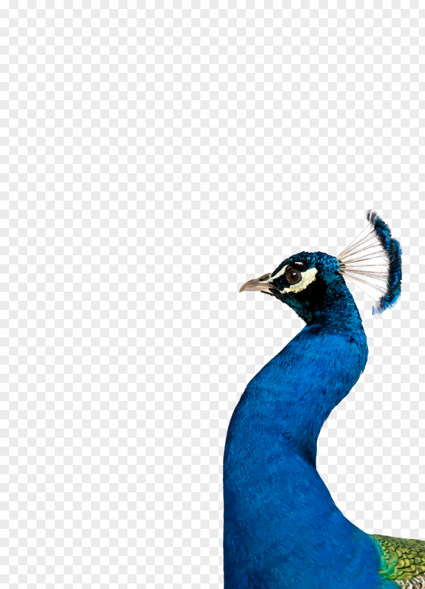 Peacock Bird Beak Feather Galliformes Cobalt Blue PNG