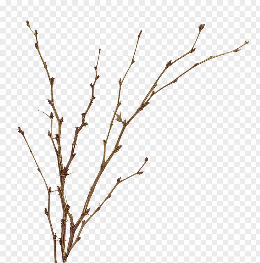 Branch Twig Tree Plant Stem PNG