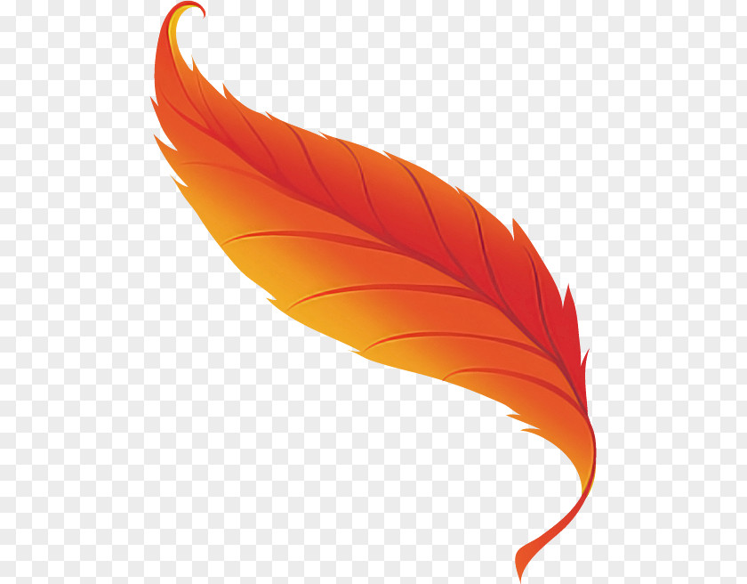 Feather PNG