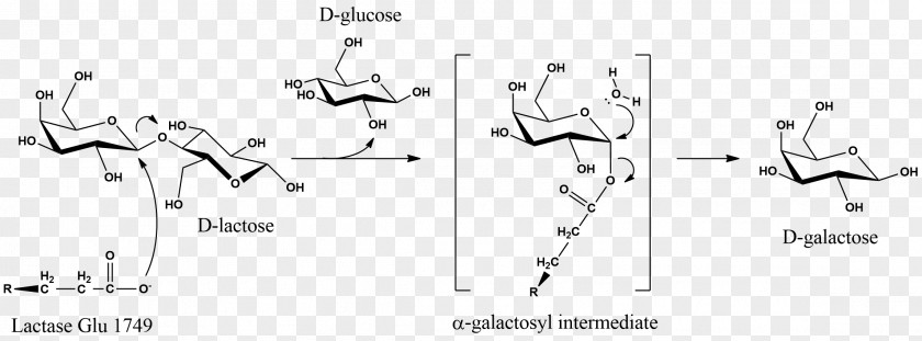 Milk Lactase Galactose Hydrolysis PNG