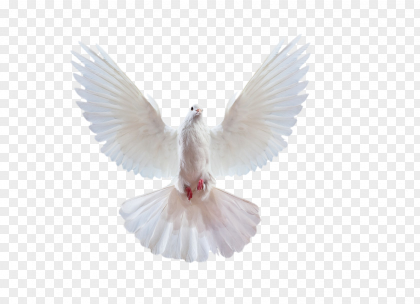 Pigeon Columbidae Ariel Rapunzel PNG