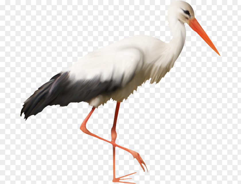 Bird White Stork Beak Feather Wader PNG