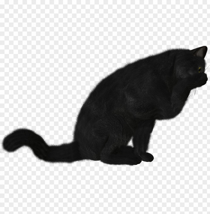 Cats Bombay Cat Kitten Black Clip Art PNG