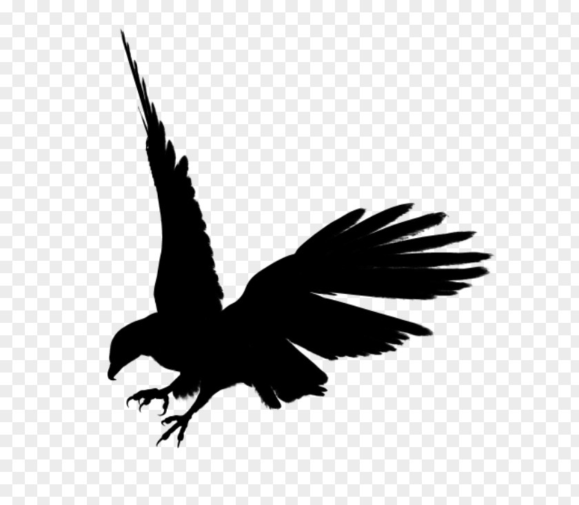 Eagle Black Siluet Image, Free Download Silhouette Clip Art PNG