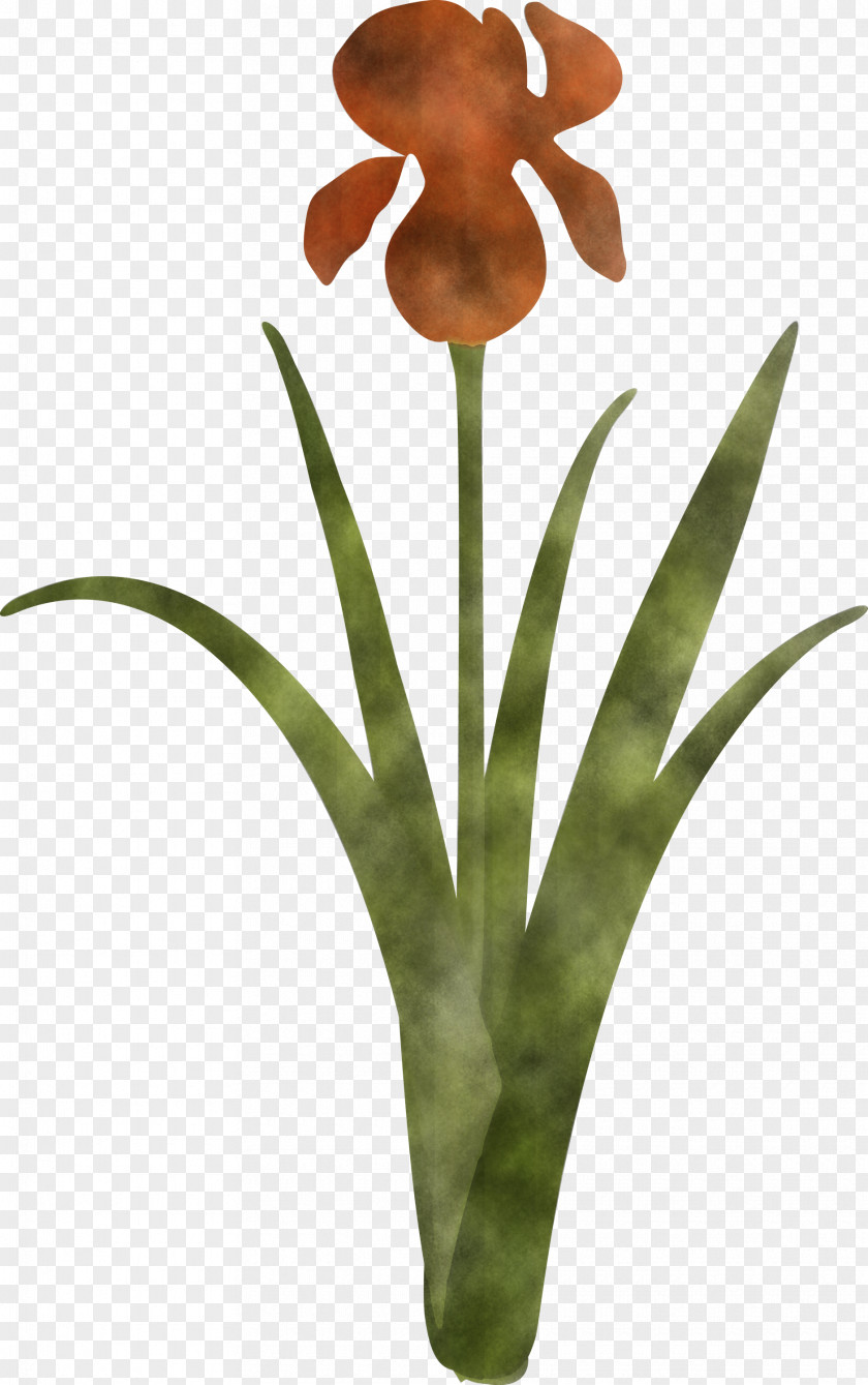 Iris Flower Spring PNG
