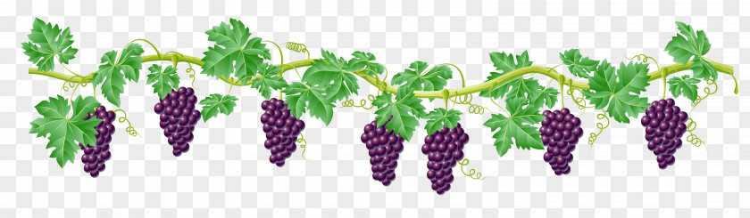 Vine Cliparts Transparent Common Grape Clip Art PNG