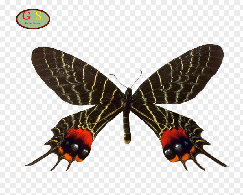 Butterfly Swallowtail Bhutanitis Lidderdalii Thaidina Mansfieldi PNG