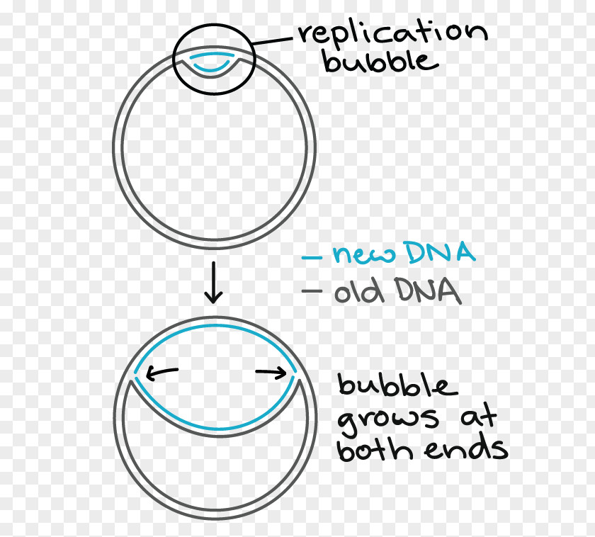 DNA Replication Prokaryote Bacteria Origin Of PNG