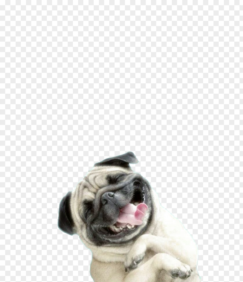 Sharpei Dog Pug IPhone 6 Plus Puppy Wallpaper PNG