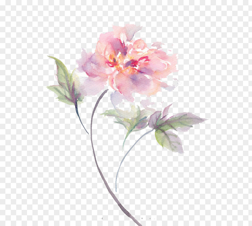 Watercolor Flower Material Designer PNG