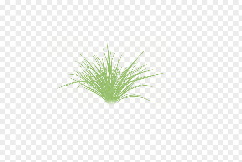 Grass Floor Green Grasses Aquarium Herb Plant Stem PNG