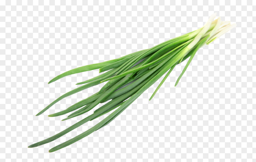 Onion Allium Fistulosum Chives Herb Ingredient PNG