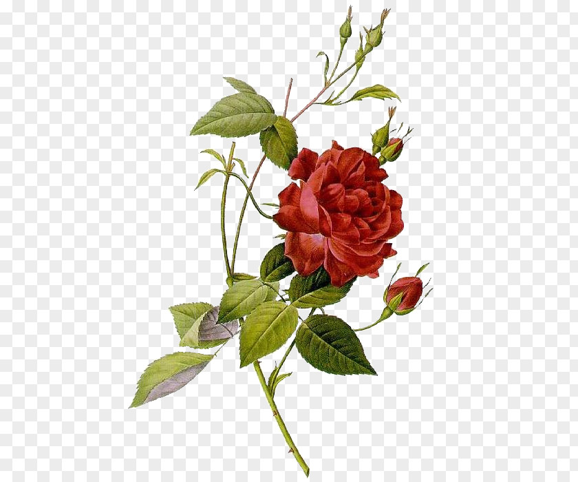 Rose Les Roses Botanical Illustration Art PNG