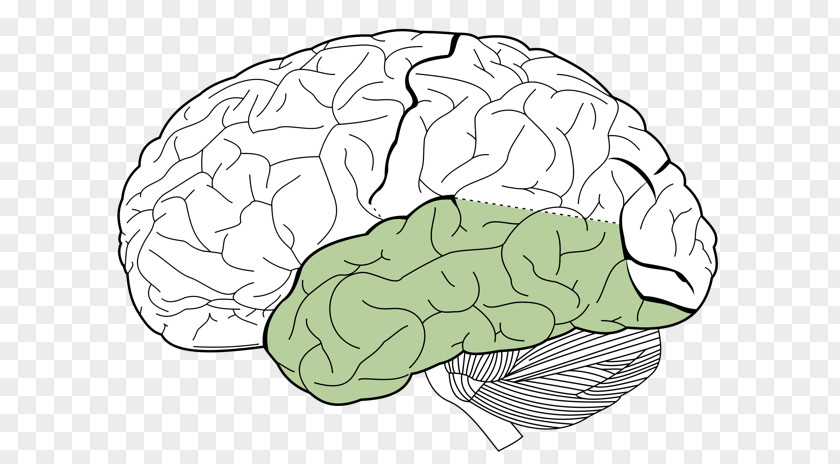 Brain Lobes Of The Parietal Lobe Frontal Occipital PNG
