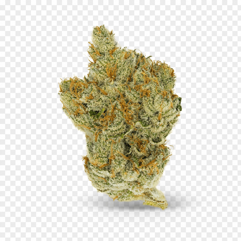 Name Card Of Weed Mildew Medical Cannabis White Tea Herbal PNG