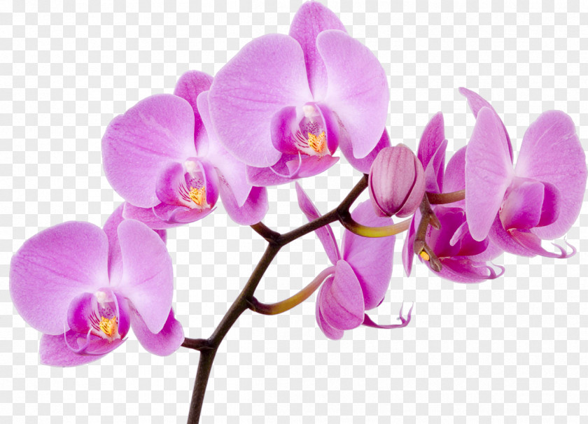 Orchid Flower Moth Orchids Boat PNG