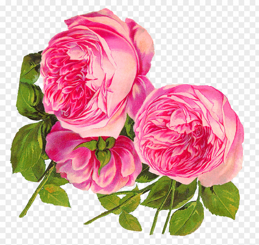 Rose Clip Art Pink Flowers Image PNG