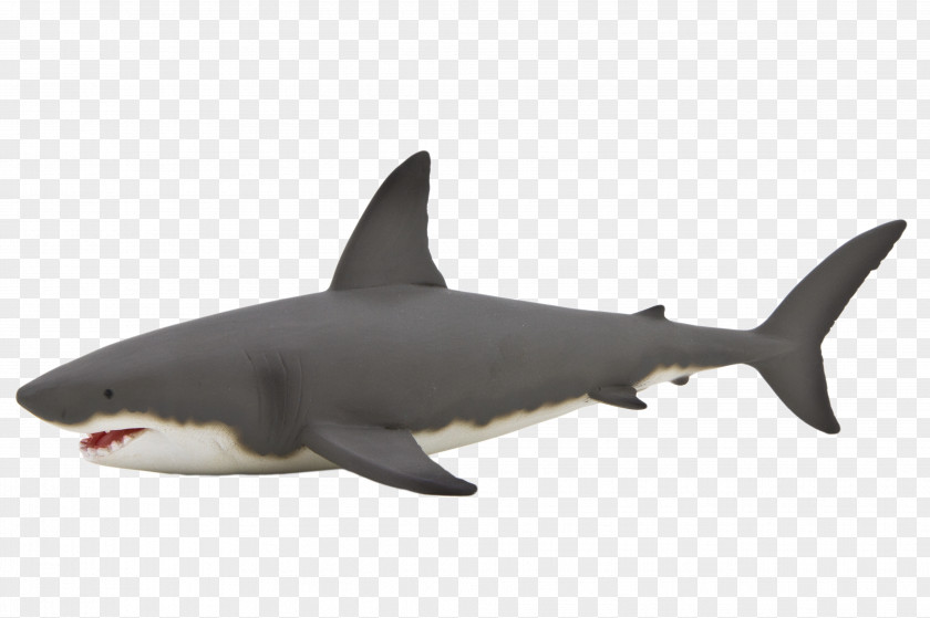 Shark Great White Anatomy Whale Isurus Oxyrinchus PNG