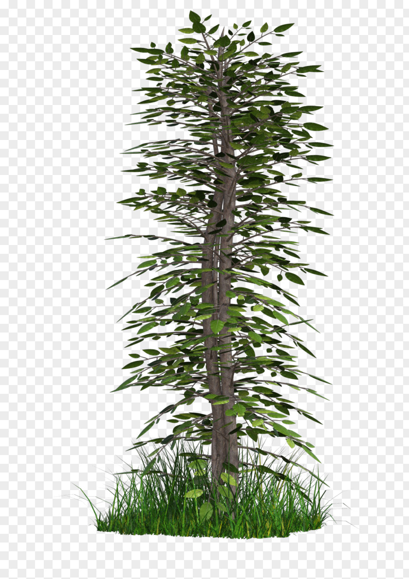 Vision Tree Grass Group DeviantArt Trunk Shrub PNG