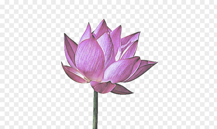 Water Lily Flowering Plant Lotus PNG